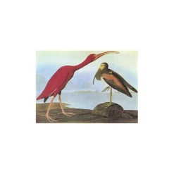 W.W. NORTON & CO. Birds of America - Tiny Folio