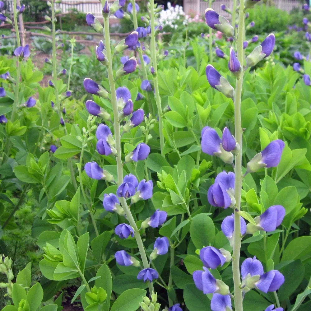 The Shops at Mount Vernon Blue False Indigo Seed Pack