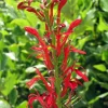 The Shops at Mount Vernon Cardinal Flower Seed Pack