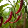 The Shops at Mount Vernon Cayenne Pepper Seed Pack