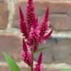 The Shops at Mount Vernon Celosia Seed Pack