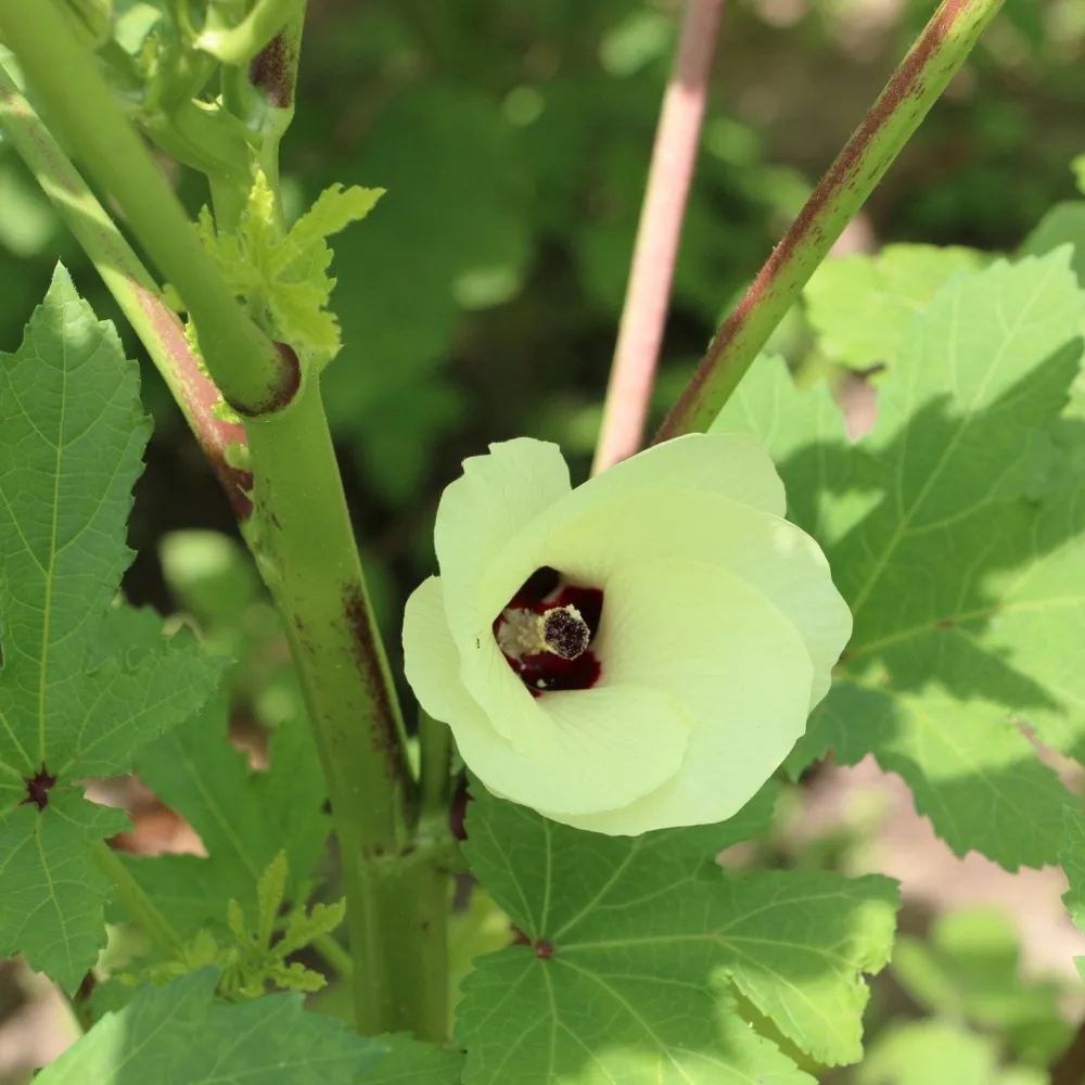 The Shops at Mount Vernon Cow Horn Okra Seed Pack