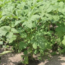 The Shops at Mount Vernon Cow Horn Okra Seed Pack