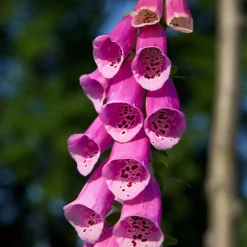 The Shops at Mount Vernon Foxglove Seed Pack