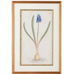 CHELSEA HOUSE Grape Hyacinth Botanical Print