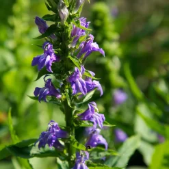 The Shops at Mount Vernon Great Blue Lobelia Seed Pack