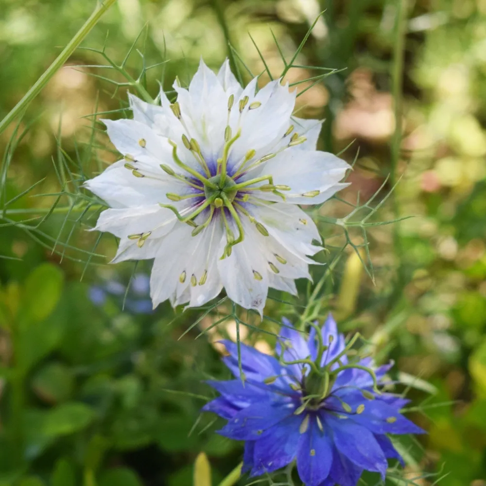 The Shops at Mount Vernon Love In A Mist Seed Pack