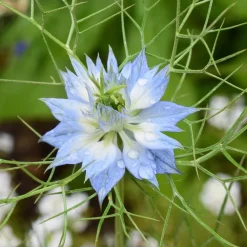 The Shops at Mount Vernon Love In A Mist Seed Pack
