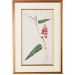 CHELSEA HOUSE Native Lilac Botanical Print