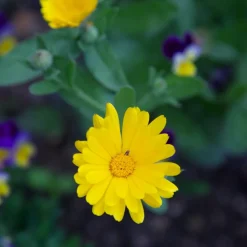 The Shops at Mount Vernon Pot Marigold Seed Pack