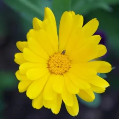 The Shops at Mount Vernon Pot Marigold Seed Pack