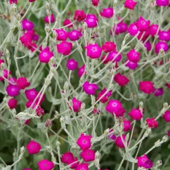 The Shops at Mount Vernon Rose Campion Seed Pack