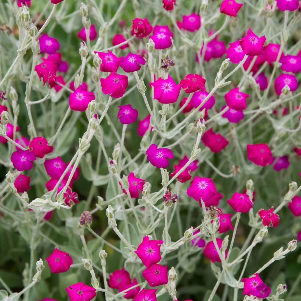 The Shops at Mount Vernon Rose Campion Seed Pack