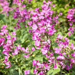 The Shops at Mount Vernon Silver Dollar Plant Seed Pack