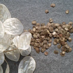 The Shops at Mount Vernon Silver Dollar Plant Seed Pack