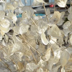 The Shops at Mount Vernon Silver Dollar Plant Seed Pack