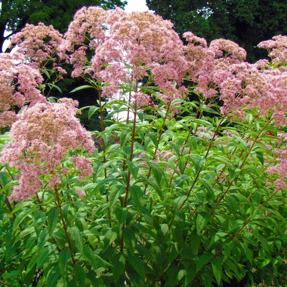 The Shops at Mount Vernon Spotted Joe-Pye Weed Seed Pack
