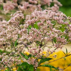 The Shops at Mount Vernon Spotted Joe-Pye Weed Seed Pack
