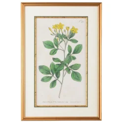 CHELSEA HOUSE Sweetest Jasmine Botanical Print